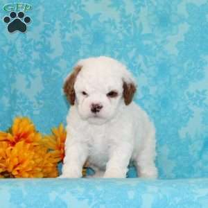 Fudge Swirl, Cavapoo Puppy